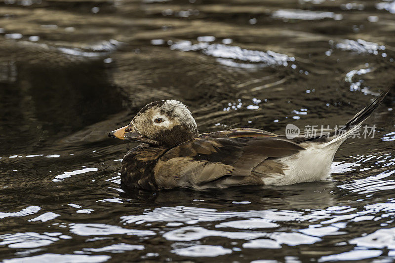 长尾鸭,Oldsquaw;Clangula hyemalis，阿拉斯加苏厄德。游泳。男性nonbreeding。